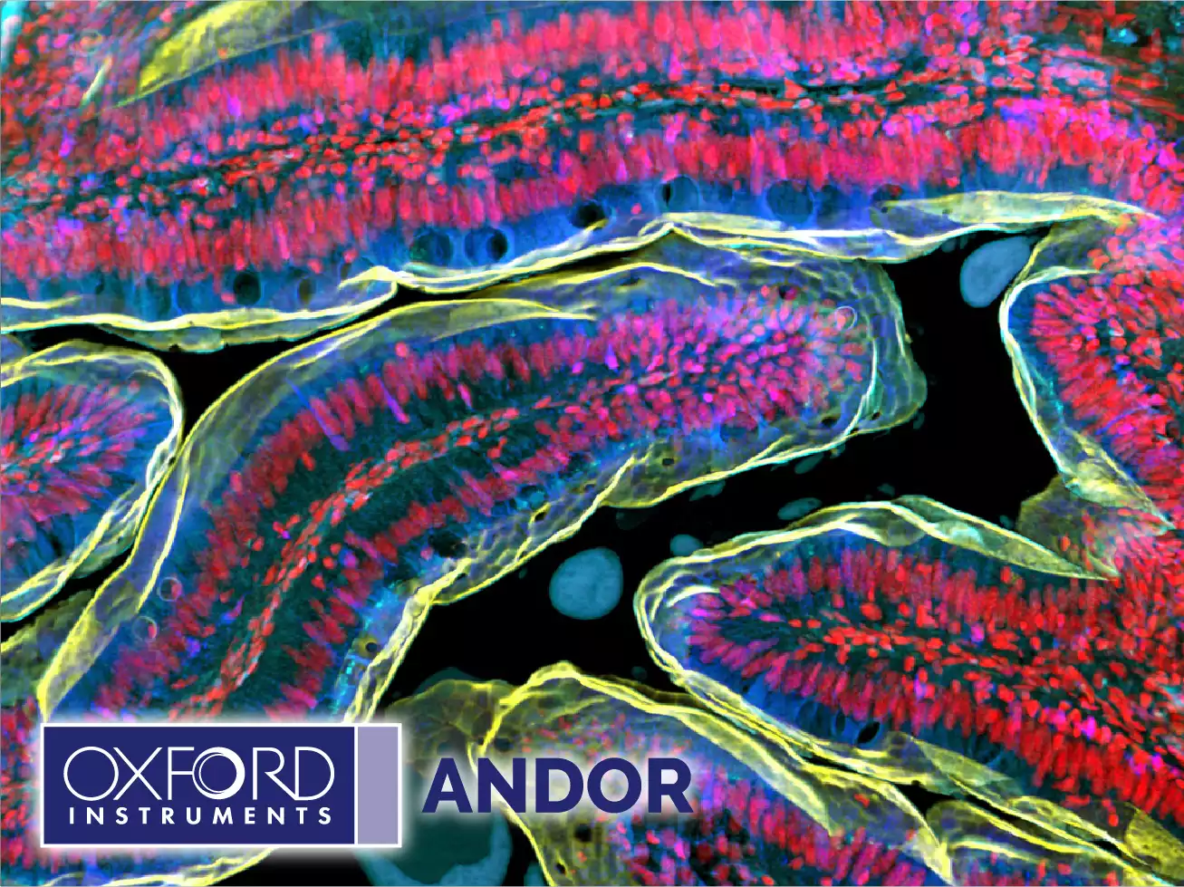 Andor Benchtop Confocal